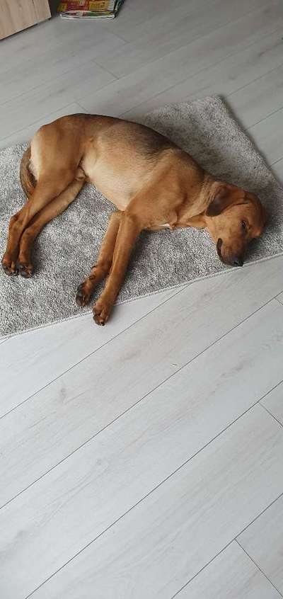 Rhodesian Ridgeback-Beitrag-Bild