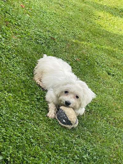 Hundetreffen-Welpen Treff Europaviertel-Bild