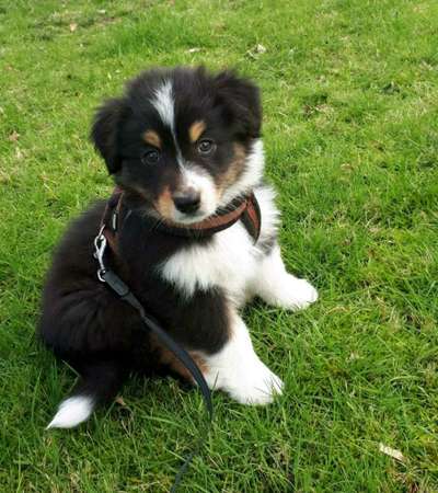 Welpen Bilder !-Beitrag-Bild