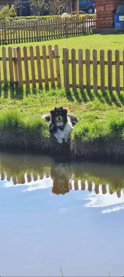 Dogorama-Monats-Challenge-Mai "Wasser"-Beitrag-Bild