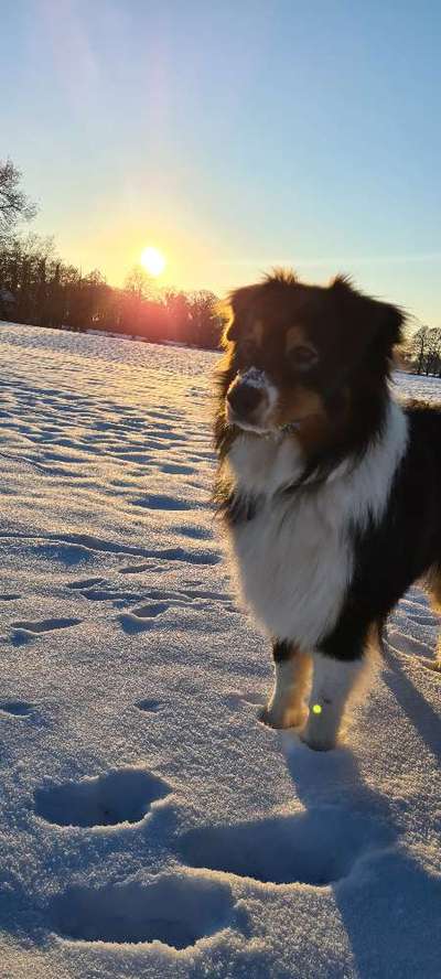 Die Dogorama Kalender Challenge Teil 2/4-Beitrag-Bild