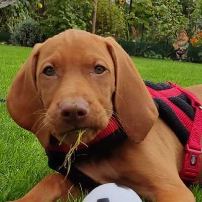 Hundetreffen-Vizsla Welpe 14Wochen, sucht Spielkumpel's-Bild