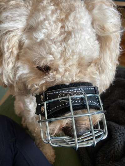 Wie sitzt mein Maulkorb / Maulkorb-Beratung-Beitrag-Bild