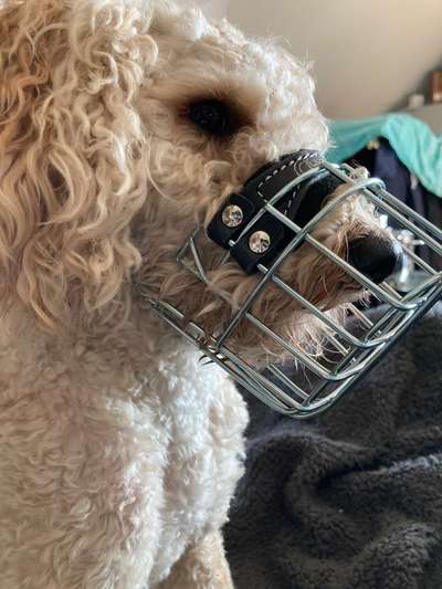 Wie sitzt mein Maulkorb / Maulkorb-Beratung-Beitrag-Bild