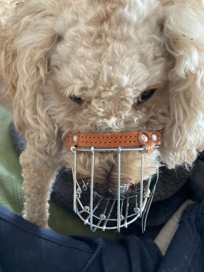 Wie sitzt mein Maulkorb / Maulkorb-Beratung-Beitrag-Bild