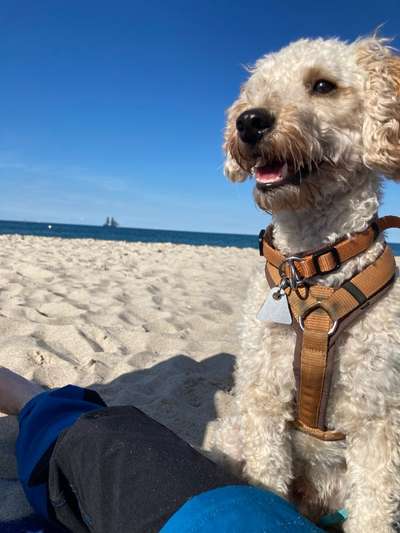 Alles rund um den Pudel-Beitrag-Bild