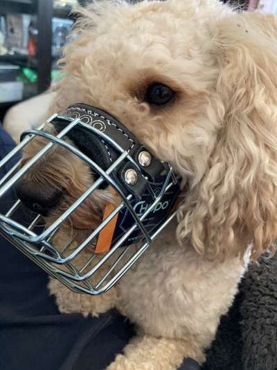 Wie sitzt mein Maulkorb / Maulkorb-Beratung-Beitrag-Bild