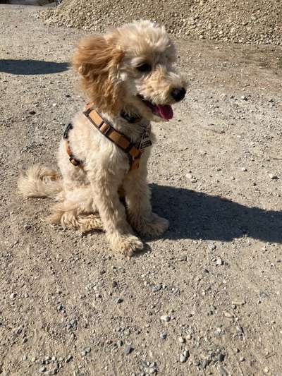 Alles rund um den Pudel-Beitrag-Bild