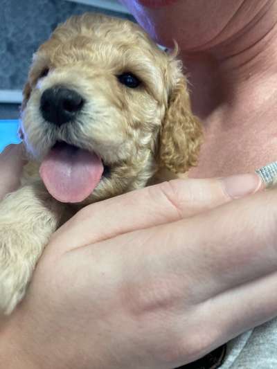 Das erste Bild eures Hundes-Beitrag-Bild