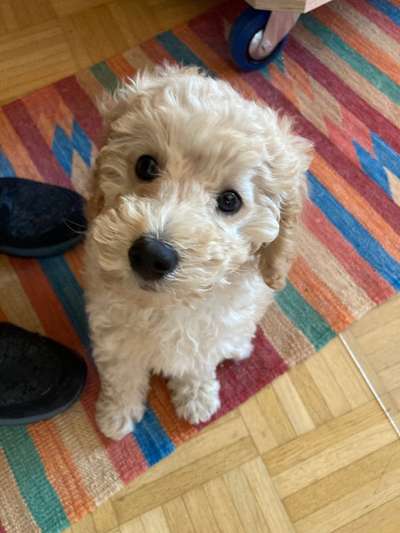 Alles rund um den Pudel-Beitrag-Bild