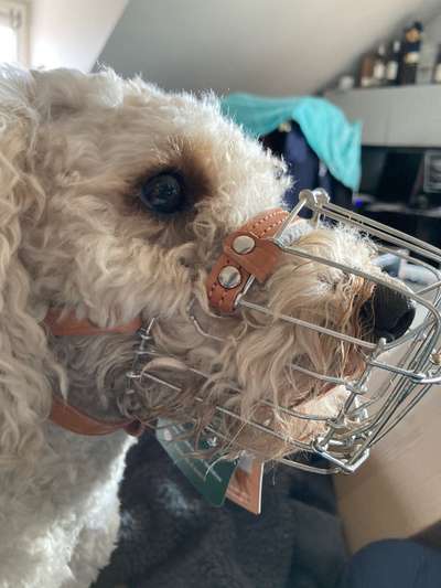 Wie sitzt mein Maulkorb / Maulkorb-Beratung-Beitrag-Bild