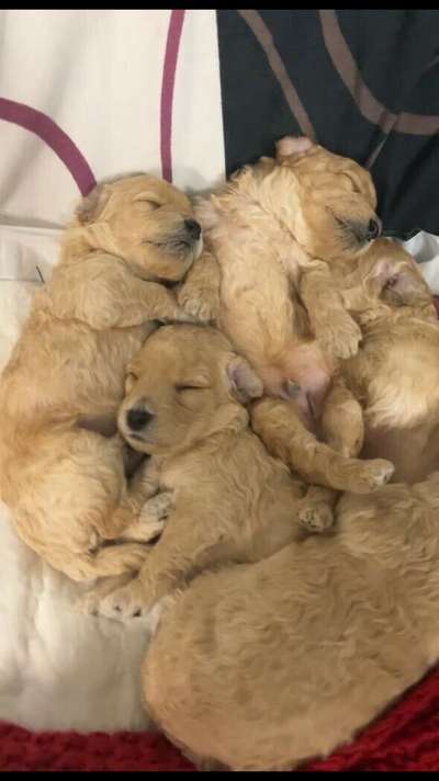 Ungewollte Deckung-Beitrag-Bild