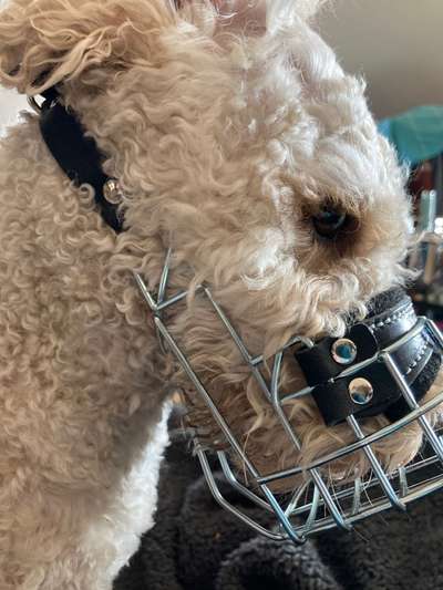 Wie sitzt mein Maulkorb / Maulkorb-Beratung-Beitrag-Bild