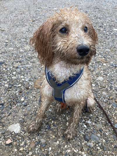 Wie kamt ihr auf die Rasse eures Hundes?-Beitrag-Bild