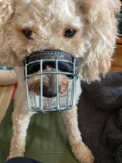 Wie sitzt mein Maulkorb / Maulkorb-Beratung-Beitrag-Bild