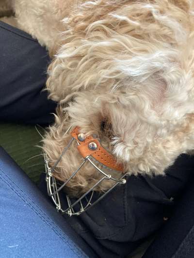 Wie sitzt mein Maulkorb / Maulkorb-Beratung-Beitrag-Bild