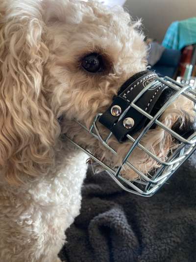 Wie sitzt mein Maulkorb / Maulkorb-Beratung-Beitrag-Bild