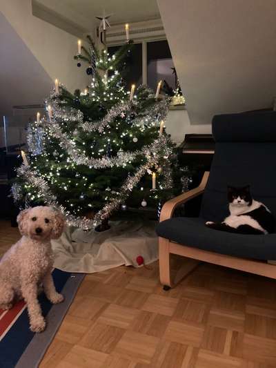 Alles rund um den Pudel-Beitrag-Bild