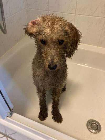 Alles rund um den Pudel-Beitrag-Bild