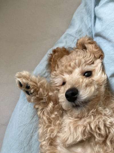 Alles rund um den Pudel-Beitrag-Bild