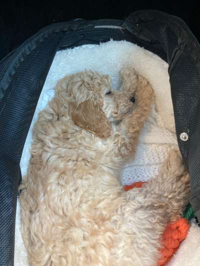 Beruhigungsmittel für die Reise-Beitrag-Bild