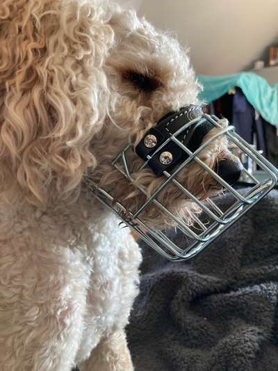 Wie sitzt mein Maulkorb / Maulkorb-Beratung-Beitrag-Bild