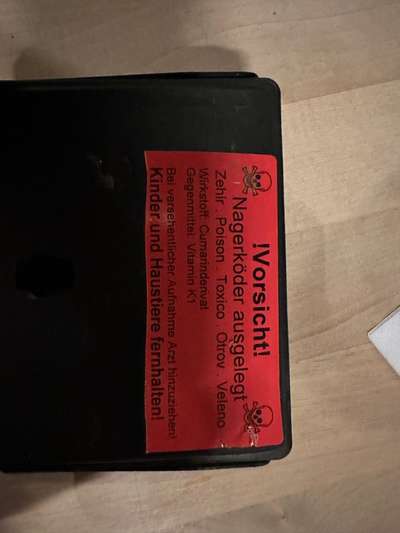 Vergiftung im Restaurant mit Rattengift-Beitrag-Bild