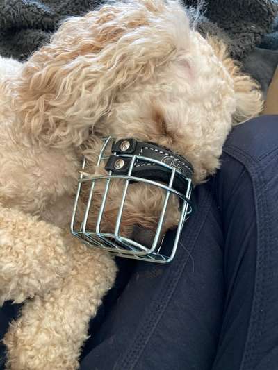 Wie sitzt mein Maulkorb / Maulkorb-Beratung-Beitrag-Bild