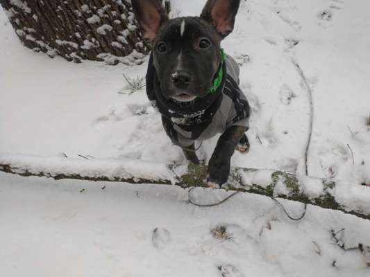 Französische Bulldogge Miniatur Bullterrier Mix-Beitrag-Bild
