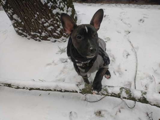 Mischlingshunde Foto Aufruf-Beitrag-Bild