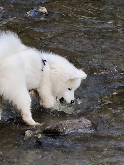 Foto's und Hundemodels-Beitrag-Bild