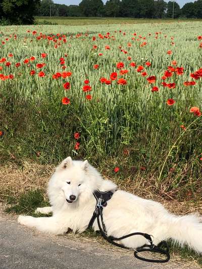 Welpen Bilder !-Beitrag-Bild