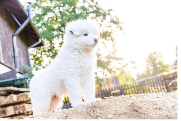 Welpen Bilder !-Beitrag-Bild