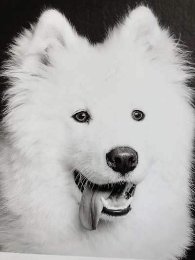 Foto's und Hundemodels-Beitrag-Bild