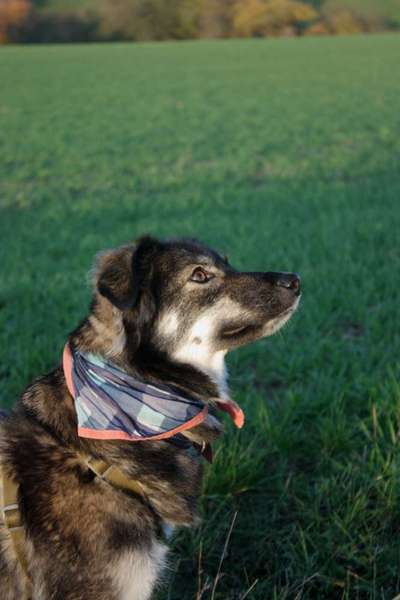 Schäferhund-Beitrag-Bild