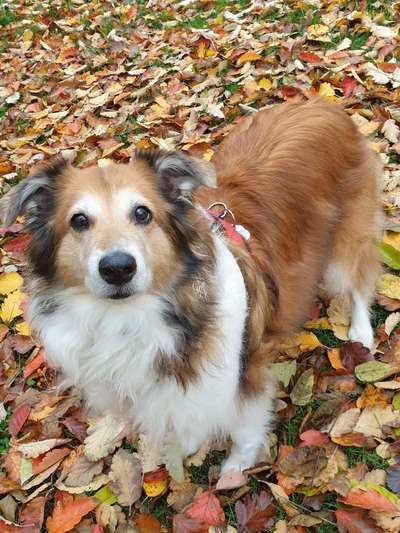 Hundetreffen-Gemütlicher Seniorentreff-Bild