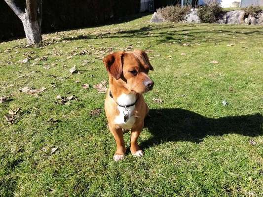 Welche Hunderasse-Beitrag-Bild