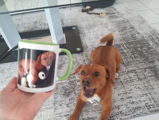 Mischlingshunde Foto Aufruf-Beitrag-Bild