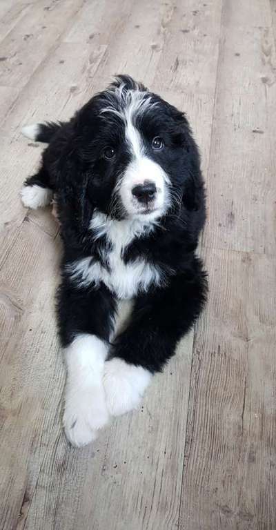 Welpen Bilder !-Beitrag-Bild