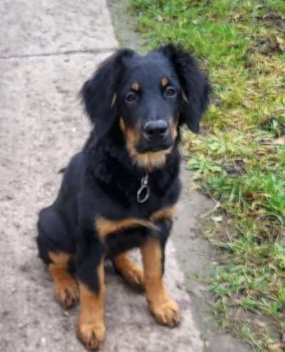 Hovawart-Beitrag-Bild