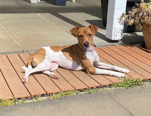 Ratonero Bodeguero Andaluz-Beitrag-Bild