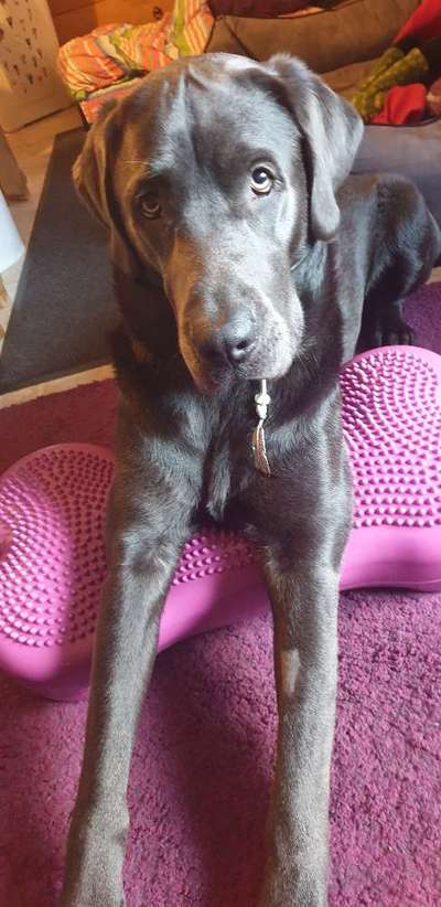 Labradorfans-Beitrag-Bild