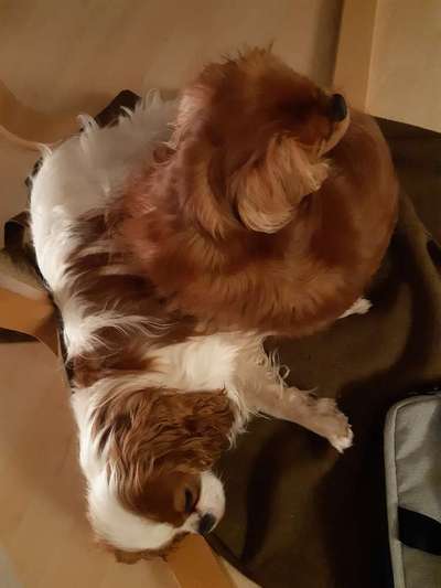 Cavalier King Charles Spaniel?-Beitrag-Bild