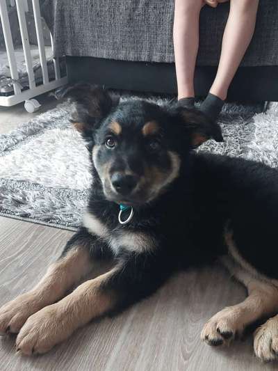 Welpen Bilder !-Beitrag-Bild