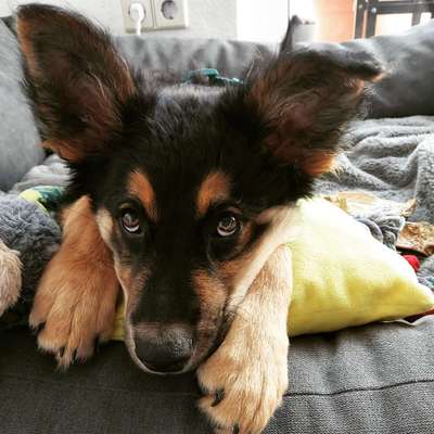 Welpen Bilder !-Beitrag-Bild