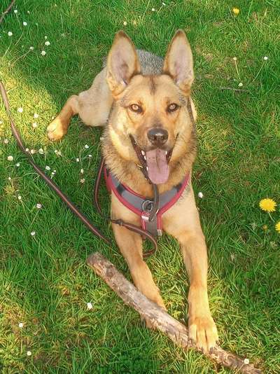 Auslandstierschutz-Beitrag-Bild