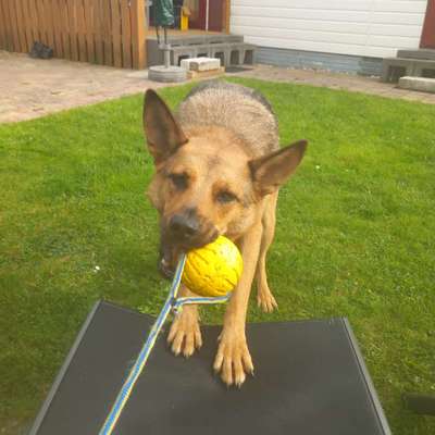 Auslandstierschutz-Beitrag-Bild