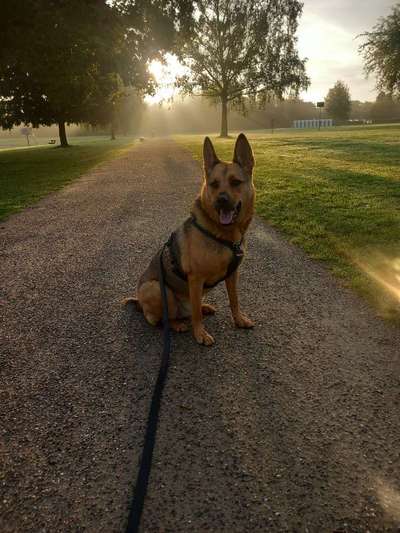 Schäferhund-Beitrag-Bild