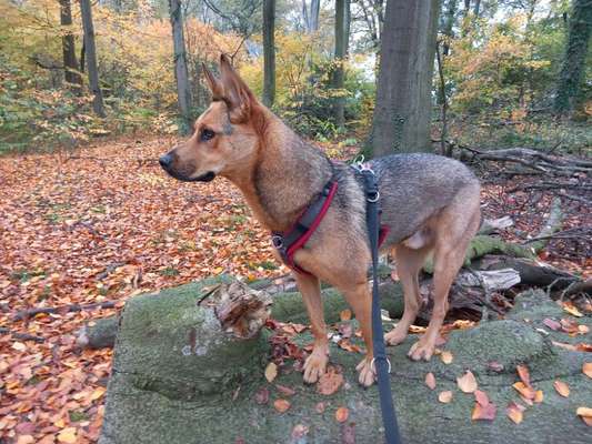 TierschutzhundeStammtisch🐕-Beitrag-Bild