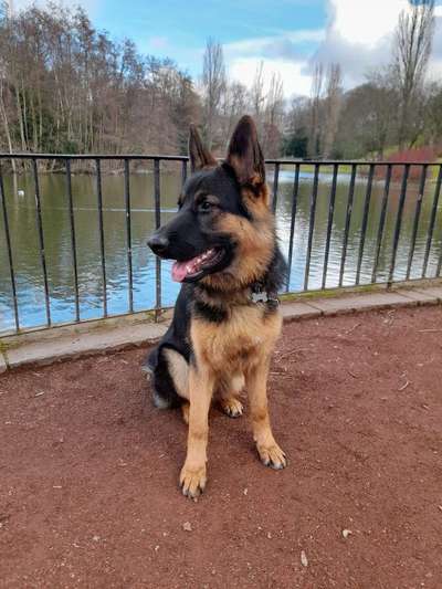 Alles rund um den Schäferhund, diskutieren erwünscht.-Beitrag-Bild